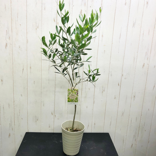 珍しい品種 背高め バーデル オリーブの木 その他インテリア雑貨  