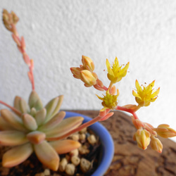 豆鉢の多肉植物＊秋麗鉢植え 5枚目の画像