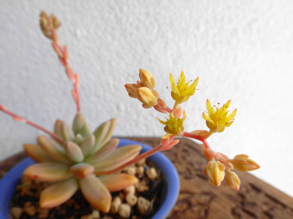 豆鉢の多肉植物＊秋麗鉢植え 5枚目の画像