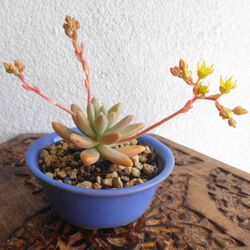 豆鉢の多肉植物＊秋麗鉢植え 4枚目の画像