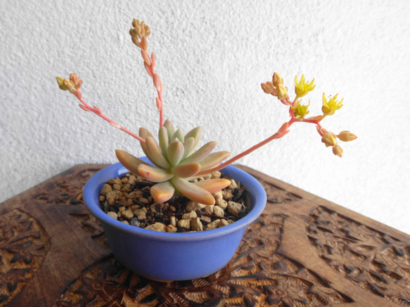 豆鉢の多肉植物＊秋麗鉢植え 4枚目の画像