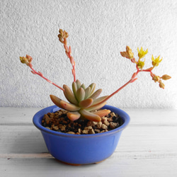 豆鉢の多肉植物＊秋麗鉢植え 1枚目の画像