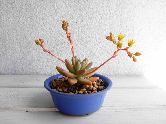 豆鉢の多肉植物＊秋麗鉢植え 1枚目の画像