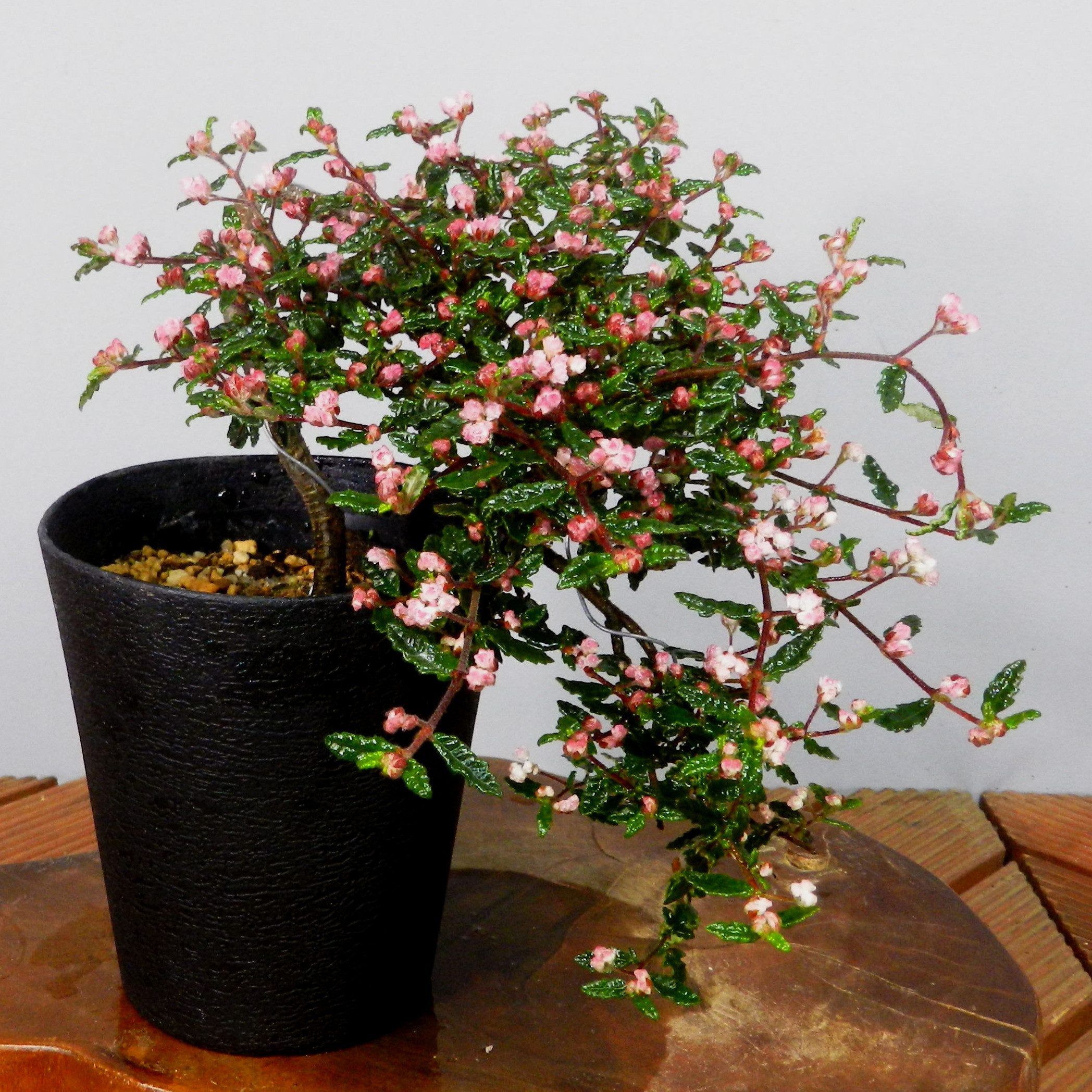 ✨美品☆生花鉢、華道家、価値ある華鉢！ 楽天市場】生け花 花器 水盤 陶器 和風 お盆型M 浅型 平鉢 盆栽