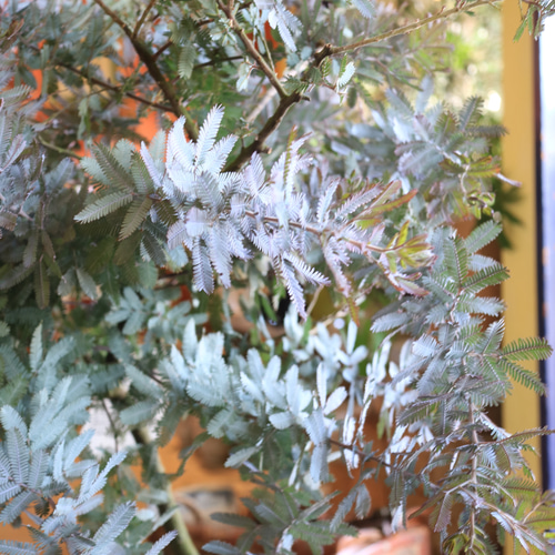 シルバーリーフが美しい パールアカシア 654 樹高1.8m位 アカシア シルバーリーフが美しい パールアカシア 653 樹高1.8m位 アカシア