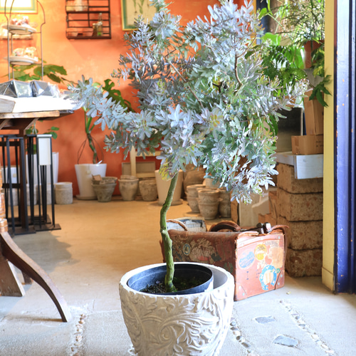 シルバーリーフが美しい パールアカシア 654 樹高1.8m位 アカシア シルバーリーフが美しい パールアカシア 654 樹高1.8m位 アカシア 1点