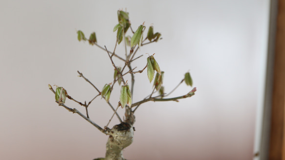 4-5　(2024)　コナラの小品盆栽　新芽の芽吹きが可愛らしい　最近は少ない盆栽素材 3枚目の画像