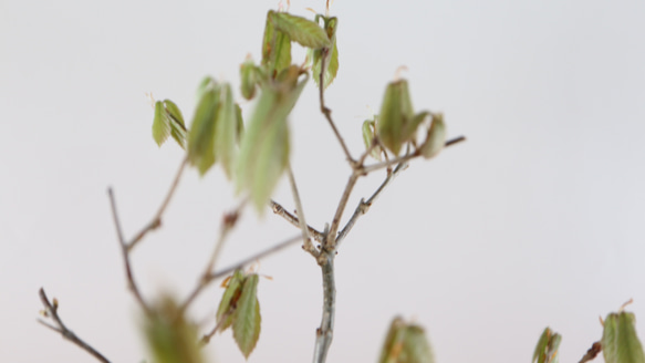 4-5　(2024)　コナラの小品盆栽　新芽の芽吹きが可愛らしい　最近は少ない盆栽素材 2枚目の画像