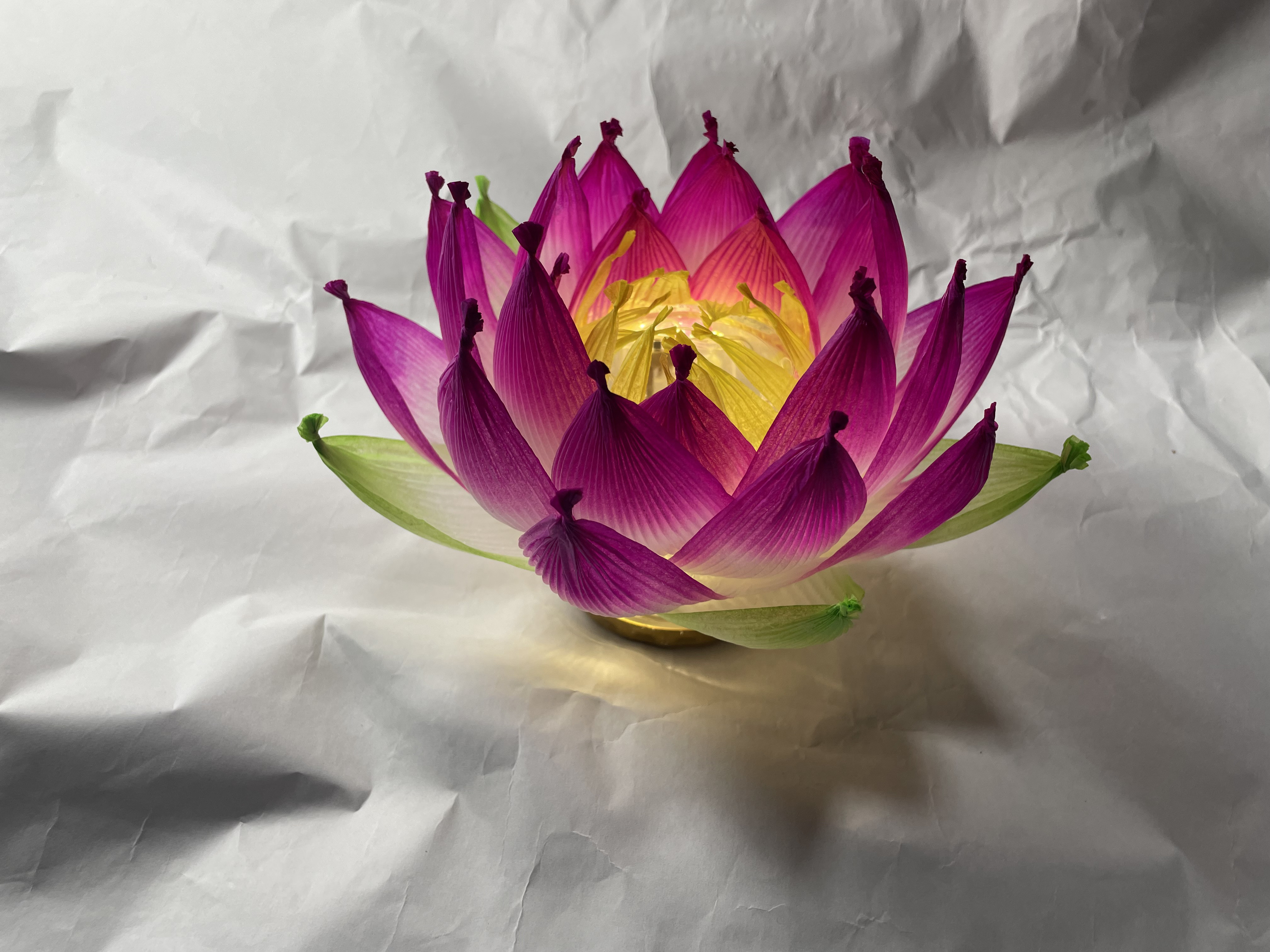 蓮ランプ 開花 平型 濃い桃色