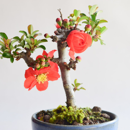 母の日】【年に何度も開花】赤花八重長寿梅 no.74 盆栽 盆栽