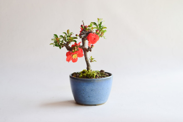 母の日】【年に何度も開花】赤花八重長寿梅 no.74 盆栽 盆栽