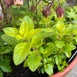 ヒペリカム ゴールドフォーム 抜き苗 一株 その他素材 mofrin 通販