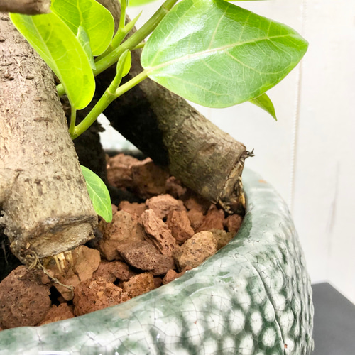 1点もの フィカス アルテシマ 切り株仕立て カクタス鉢 その他