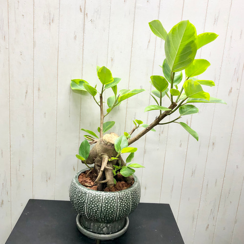 1点もの フィカス アルテシマ 切り株仕立て カクタス鉢 その他