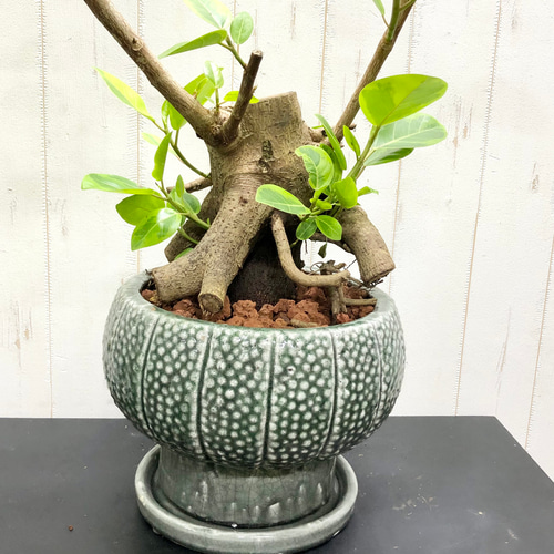 【引取り限定】フィカス・アルティシマ　140センチ　鉢カバー付き フィカス・アルテシーマ 陶器鉢植え・Mサイズ（ラウンド） 観葉