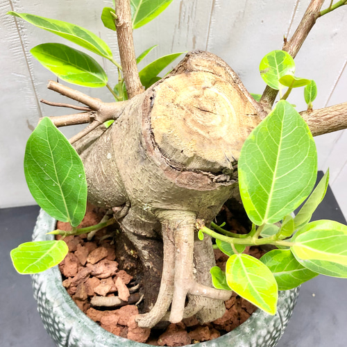 1点もの フィカス アルテシマ 切り株仕立て カクタス鉢 その他