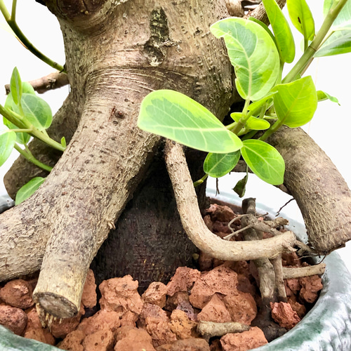 キキさん専用）フィカス アルテシマ ストレート仕立て プラ鉢 植え込み