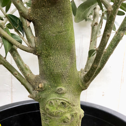 盆栽  玉仕立て  オリーブの木  シプレッシーノ  souju  1 11枚目の画像