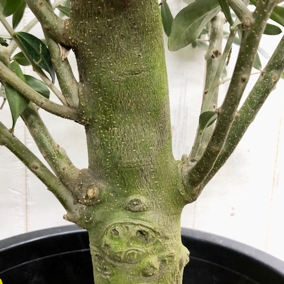 盆栽  玉仕立て  オリーブの木  シプレッシーノ  souju  1 11枚目の画像