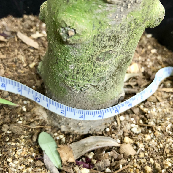 盆栽  玉仕立て  オリーブの木  シプレッシーノ  souju  1 10枚目の画像
