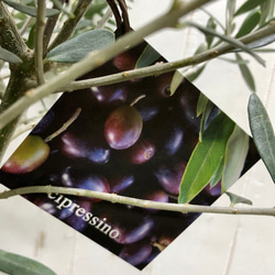 盆栽  玉仕立て  オリーブの木  シプレッシーノ  souju  1 12枚目の画像