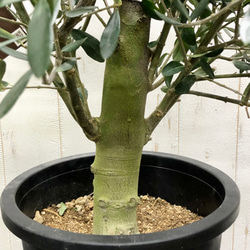 盆栽  玉仕立て  オリーブの木  シプレッシーノ  souju  1 9枚目の画像