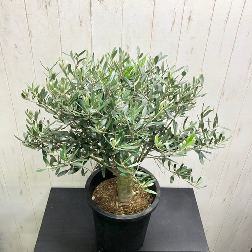 超美形。仕立てオリーブ シプレッシーノ1.7M(鉢底から) オリーブ鉢植え