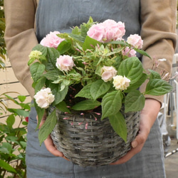 ユーカリポポラス フレッシュ30〜45センチ10本 その他インテリア