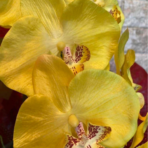 光触媒 人工観葉植物 ウォールグリーン フェイクグリーン 胡蝶蘭y72500