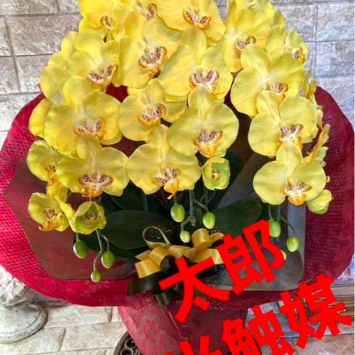 光触媒 人工観葉植物 ウォールグリーン フェイクグリーン 胡蝶蘭y72500