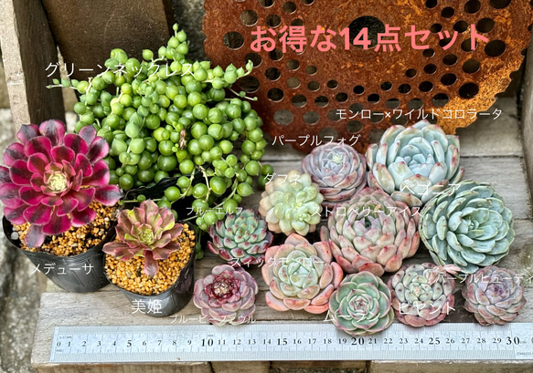 お買得‼️最新品種入り14点セット　多肉植物　寄せ植え 1枚目の画像