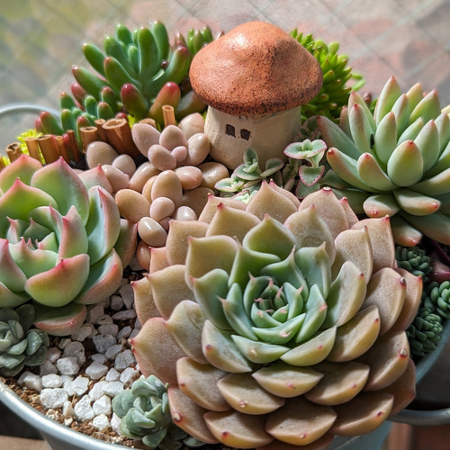 多肉 箱庭 寄せ植え 多肉植物 mapi 通販 17550512｜Creema(クリーマ