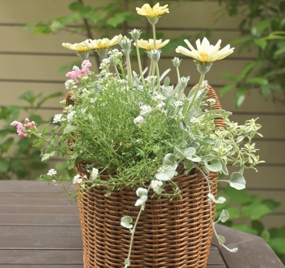 母の日やプレゼントに　季節の寄せ植え 4枚目の画像