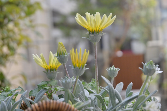 母の日やプレゼントに　季節の寄せ植え 2枚目の画像