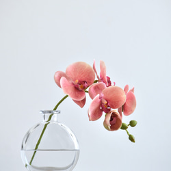 咲き続けるコチョウラン(サンセットオレンジ＋クリアガラス)　マジカルウォーター　癒しのフラワーインテリア 3枚目の画像