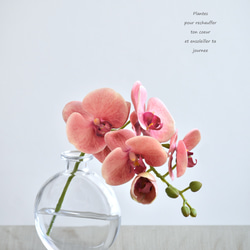 咲き続けるコチョウラン(サンセットオレンジ＋クリアガラス)　マジカルウォーター　癒しのフラワーインテリア 1枚目の画像