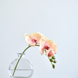咲き続けるコチョウラン(ピーチ＋クリアガラス)　マジカルウォーター　癒しのフラワーインテリア 3枚目の画像