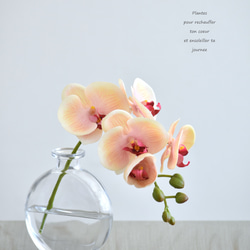 咲き続けるコチョウラン(ピーチ＋クリアガラス)　マジカルウォーター　癒しのフラワーインテリア 1枚目の画像