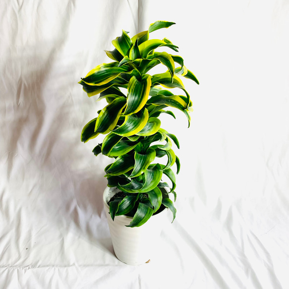 【送料無料】希少『ドラセナ トルネード斑入り』6号　ホワイト　観葉植物　インテリア　引っ越し 1枚目の画像