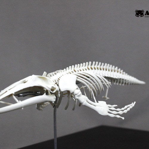 ザトウクジラ 縮小全身骨格レプリカ Humpback whale その他置物
