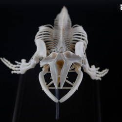 ザトウクジラ　縮小全身骨格レプリカ　Humpback whale 3枚目の画像