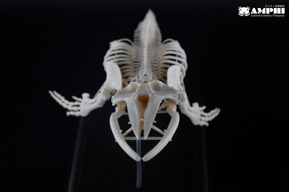 ザトウクジラ　縮小全身骨格レプリカ　Humpback whale 3枚目の画像