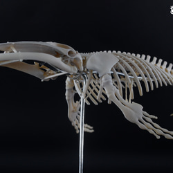ザトウクジラ　縮小全身骨格レプリカ　Humpback whale 1枚目の画像