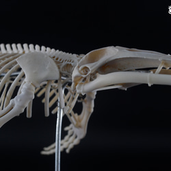ザトウクジラ　縮小全身骨格レプリカ　Humpback whale 4枚目の画像