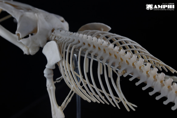 ザトウクジラ　縮小全身骨格レプリカ　Humpback whale 6枚目の画像