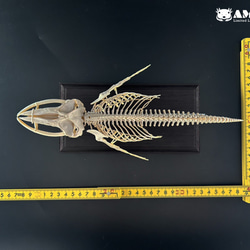 ザトウクジラ　縮小全身骨格レプリカ　Humpback whale 7枚目の画像