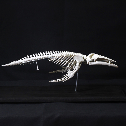 ザトウクジラの骨 Biggest tail
