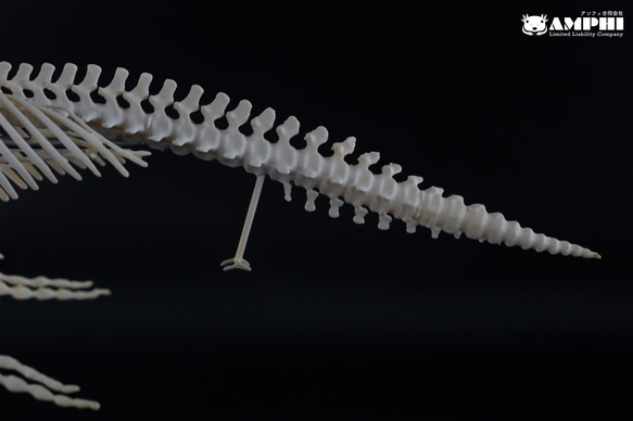 ザトウクジラ　縮小全身骨格レプリカ　Humpback whale 5枚目の画像