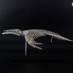 ザトウクジラ　縮小全身骨格レプリカ　Humpback whale 2枚目の画像