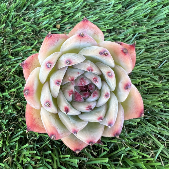 多肉植物 韓国苗 チワワエンシス 抜き苗 ❁﻿美苗❁チワワエンシス